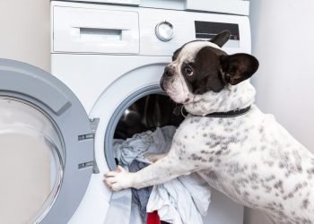French bulldog loading dirty laundry to the electric washer French bulldog loading dirty laundry to the electric washer