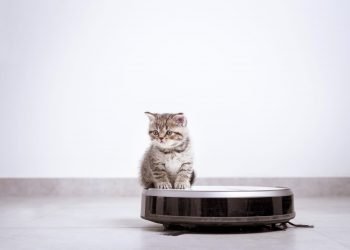 a gray kitten with robot vacuum cleaner housework and smart technology concept , kitten play with robot vacuum cleaner at home